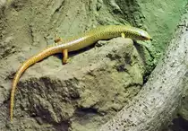 Gefleckter Walzenskink im Aquarium des K�lner Zoo - 14.06.2022