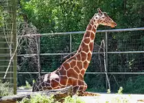 Giraffe im K�lner Zoo - 14.06.2022