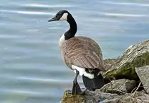 Kanadagans am Z�lpicher See - 07.05.2022