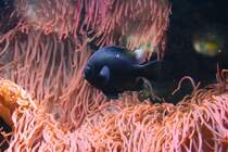 Ein Dreifleck-Preuenfisch (Dascyllus trimaculatus) schwimmt zwischen einer Kupferanemone (Entacmaea quatricolor). Aquarium des Berliner Zoos am 12.12.2009.