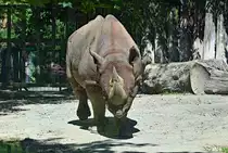 Nashorn in seinem Gehege im K�lner Zoo  - 14.06.2022