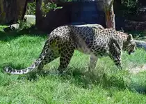 Persischer Leopard im K�lner Zoo - 14.06.2022