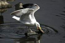 MVE BEIM BEUTEFANG IN DER SIEG/NIEDERSCHELDEN

Beim Anblick des auf die SIEG herabkreisenden Vogels musste ich echt mal schlucken....Kann das sein,eine Mve hier an der Sieg???Wie kommt die hierhjer???
Na,und dann konnte ich den Moment des Beutefangs doch wirklich live erleben...
Bin mir nicht sicher,ob die zahlreich hier vertretenen Graureiher ber diesen Gast sehr erfreut sind.....