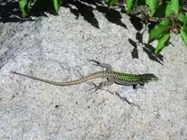 Mauereidechse sonnt sich auf Panarea (Liparische Inseln) am 30.04.18