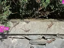 Madeira-Eidechsen  toben an einer Mauer bei Funchal herum. Entdeckt am 18.04.19