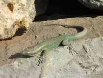 Madeira-Eidechse  in der N�he von Funchal am 21.04.19