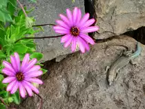 Madeira-Eidechsen  bei Funchal am 23.04.19