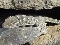 Mauergecko entdeckt auf Madeira nahe Funchal am 21.04.19
