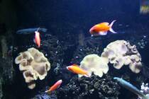 Eine Gruppe von Fischen bestehend aus Sichelfahnenbarschen (Pseudanthias dispar), und 2 Zebra-Torpedogrundeln (Ptereleotris zebra) zwichen Gelben Pilzlederkorallen (Sarcophyton elegans)am 12.12.2009 im Aquarium des Berliner Zoos.