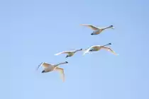 Vier Schw�ne im Flug �ber den „Kleinen Jasmund“. Aufgenommen beim Warten auf einen Sonderzug nach L�rrach. - 16.07.2022