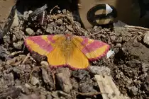 Ampfer-Purpurspanner, auf dem Gartenboden, gesehen 07.2022