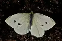 Kleiner Kohlwei�ling hatt sich wieder erholt, kurz vor dem abflug aufgenommen. 07.2022