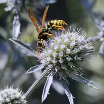 Eine Wespe im heimischen Garten. (Hattingen, Juli 2022)