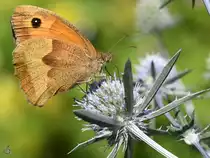 Ein Gro�es Ochsenauge im heimischen Garten. (Hattingen, Juli 2022)