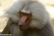 Mantelpavian.  The Boss 