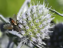 Eine Igelfliege auf Nahrungssuche. (Hattingen, Juli 2022)