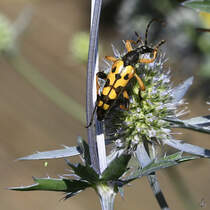 Ein Gefleckter Schmalbock im heimischen Garten. (Hattingen, Juli 2022)