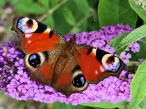 Ein Tagpfauenauge auf einem Fliederbusch. (Hattingen, Juli 2022)