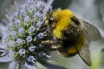Eine Hummel auf Nahrungssuche. (Hattingen, Juli 2022)
