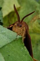 Schau mir in die Augen scheint dieser Eischenspinner mir zu sagen. 22.07.2022