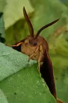Schau mir in die Augen scheint dieser Eischenspinner mir zu sagen. 22.07.2022