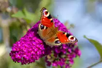 Ein Tagpfauenauge schaukelt auf den Bl�ten eines Schmetterlingsstrauches. - 24.07.2022
