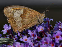 Ein groes Ochsenauge auf Nektarsuche. (Hattingen, Juli 2022)