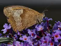 Ein gro�es Ochsenauge auf Nektarsuche. (Hattingen, Juli 2022)