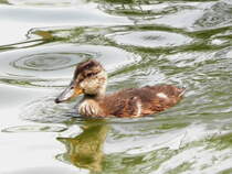 Junge Ente am 23.07.22 im hollndischen Cadzand. Ente ist ein Tier aus der Familie der Entenvgel.