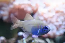 Fadenflossen-Kardinalbarsch (Apogon leptacanthus)  am 12.12.2009 im Aquarium des Berliner Zoos.