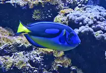 Paletten Doktorfisch im Aquarium des K�lner Zoos - 14.06.2022