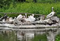 Dicht besiedelte Pelikaninsel im Kölner Zoo - 14.06.2022