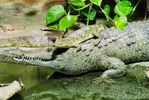 Philippinenkrokodil mit Jungtier auf dem R�cken im Aquarium des K�lner Zoos - 14.06.2022