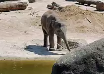 Junger Asiatischer Elefant am Wasserloch des Elefantenparks  im K�lner Zoo - 14.06.2022