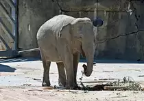 Asiatischer Elefant im K�lner Zoo - 14.06.2022
