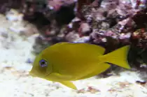 Sp�tblauer-Doktorfisch (Acanthurus coeruleus) am 12.12.2009 im Aquarium des Berliner Zoos.