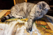 It´s Puzzletime... unsere Nala hat ein neues Hobby. (Hattingen, August 2022)