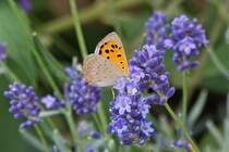 Feuerfalter mit geschlossenen Flgeln auf einer Lavendelblte. 24.08.22