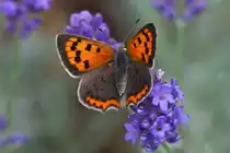 Feuerfalter mit ge�ffneten Fl�geln auf einer Lavendelbl�te. 24.08.22