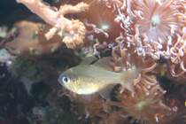 Fadenflossen-Kardinalbarsch (Apogon leptacanthus) vor einer verzweigten Trogkoralle (Duncanopsammia axifuga) am 12.12.2009 im Aquarium des Berliner Zoos.