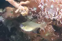 Fadenflossen-Kardinalbarsch (Apogon leptacanthus) vor einer verzweigten Trogkoralle (Duncanopsammia axifuga) am 12.12.2009 im Aquarium des Berliner Zoos.