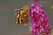 Distelfalter ist auf dem Sommerflieder gelandet. 21.08.22