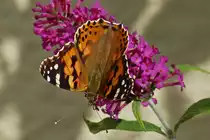 Distelfalter ist auf dem Sommerflieder gelandet. 21.08.22