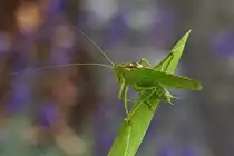 Gr�nes Heupferdm�nchen ruht sich auf einer Gladiolenblume aus. 26.08.2022