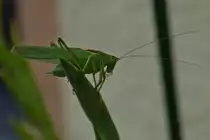 Gr�nes Heupferdm�nchen ruht sich auf einer Gladiolenblume aus. 27.08.2022