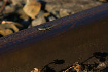 Kleine Eidechse (vmtl. Mauereidechse?) auf einer Schiene eines stillgelegten Gleise im Bahnhof Stuttgart-Mnster am 20.08.2022.