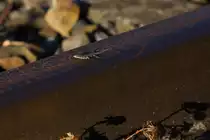 Kleine Eidechse (vmtl. Mauereidechse?) auf einer Schiene eines stillgelegten Gleise im Bahnhof Stuttgart-M�nster am 20.08.2022.