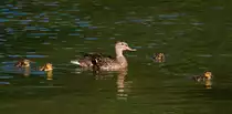 Enten-Mama mit K�ken am 16.07.2022 im Inselsee im Unteren Schlossgarten in Stuttgart. 
