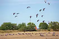 Kraniche auf und �ber einem Stoppelfeld auf R�gen. - 05.09.2022