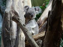 Queensland-Koala (Phascolarctos cinereus cinereus) namens Ooobi-Oobi im Zoo Leipzig, 16.1.22